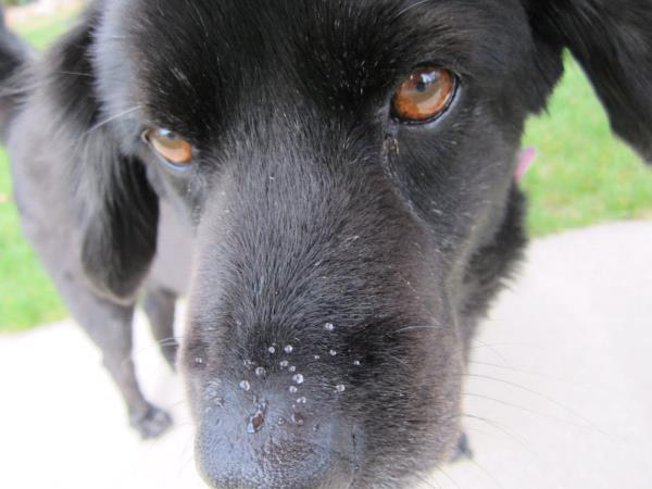 /Images/uploads/Humane Society of Utah/HSUCalendar/entries/1591thumb.jpg